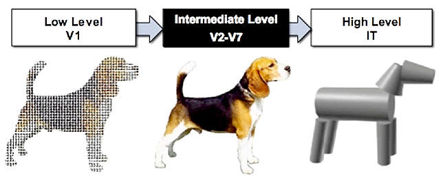 Consciousness at the intermediate level