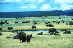 Bison%20herd,%20Yellowstone%20National%20Park