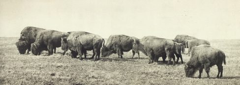 Bison, Iowa, 1906