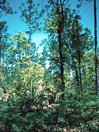 Longleaf pine forest.