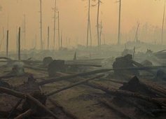 Yellowstone after the 1988 fires