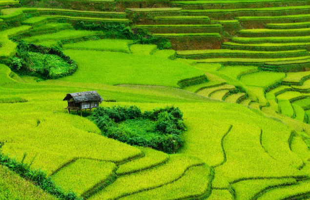 rice paddy