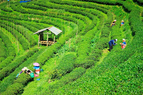 tea harvest