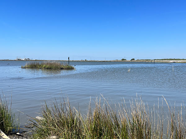 lake with reeds