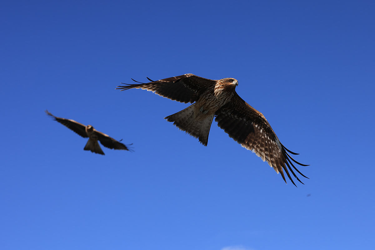 Ocmulgee is home to a diverse ecosystem that includes over 170 bird species.